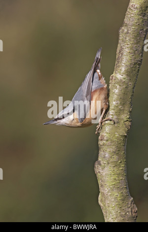 Europäische Kleiber (Sitta Europaea) Erwachsenen gehockt Erle Branch, Worcestershire, England, winter Stockfoto