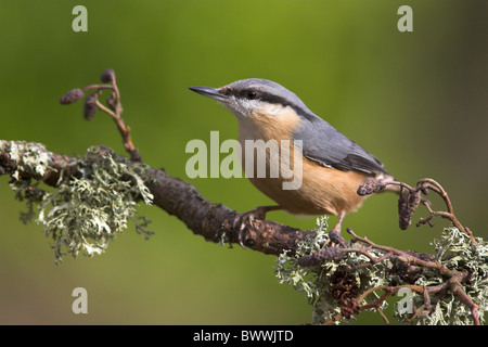 Europäische Kleiber (Sitta Europaea) Erwachsenen gehockt Flechten bedeckt Zweig, im Garten, Berwickshire, Schottland, Frühling Stockfoto