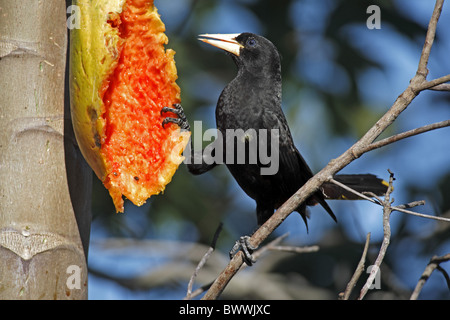 Crested Oropendola (Psarocolius Decumanus) Erwachsenen, Fütterung auf Papaya Frucht, Pantanal, Mato Grosso, Brasilien Stockfoto