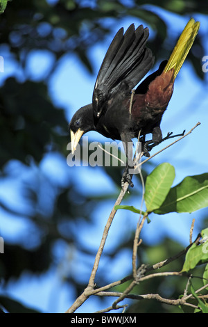 Crested Oropendola (Psarocolius Decumanus) Erwachsenen thront auf Zweig, Pantanal, Mato Grosso, Brasilien Stockfoto