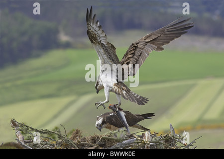 Fischadler (Pandion Haliaetus) Erwachsenen paar, am Nest, Männchen im Flug, wieder mit Fisch, Inverness-Shire, Schottland, Frühling Stockfoto