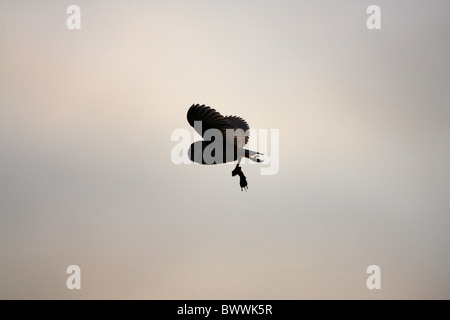 Schleiereule (Tyto Alba) Erwachsenen, im Flug, Silhouette mit Wühlmaus Beute in den Krallen, Grenzen, Schottland, Sommer Stockfoto