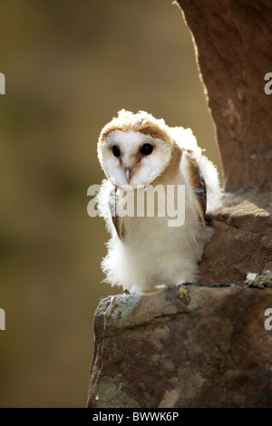 Schleiereule (Tyto Alba) junge, Hintergrundbeleuchtung, stehend am Nesteingang in Gebäude, Deutschland Stockfoto