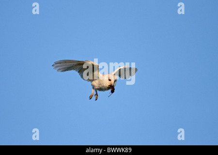 Schleiereule (Tyto Alba) Erwachsenen, im Flug, mit gemeinsamen Spitzmaus (Sorex Araneus) Beute im Schnabel, Suffolk, England, Juni Stockfoto