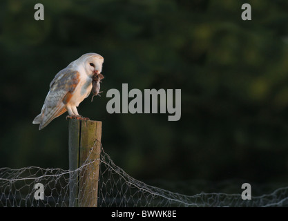 Schleiereule (Tyto Alba) Männchen mit Wühlmaus Beute im Schnabel, gehockt Zaunpfahl, Leicestershire, England, Juni Stockfoto