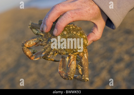 Tier Tiere April stacheligen Seespinnen britischen Kanal Chesil gefangen Maja Squinado Krabben Krabben Krustentier Close up Hand Held Stockfoto