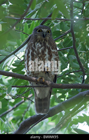 Braune Sperbereule (Ninox Scutulata) Erwachsenen, Schlafplatz im Baum, in der Nähe Fluss Chambal, Rajasthan, Indien, Dezember Stockfoto