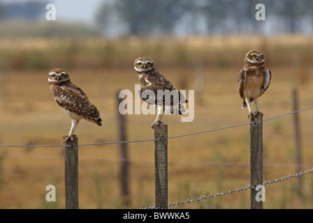 Drei Erwachsene Kanincheneule (Speotyto Cunicularia), thront auf Zaunpfosten in Pampa Lebensraum, Provinz Buenos Aires, Argentinien, Stockfoto