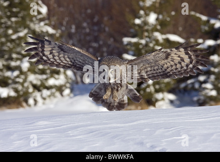 Großen grau-Eule (Strix Nebulosa) Erwachsene, auf der Flucht, Jagd auf Schnee bedeckten Boden, Finnland, Februar Stockfoto