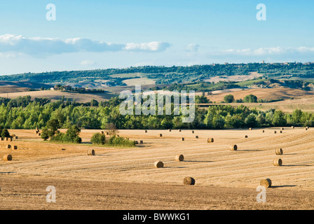 Landschaft in der Nähe von San Qurico d ' Orcia, Siena, Toskana, Italien Stockfoto