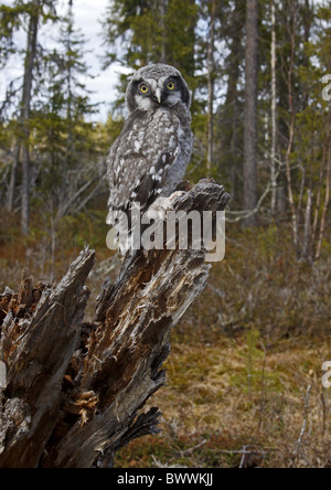 Nördlichen Sperbereule (Surnia Ulula) Küken, gehockt stumpf im Nadelwald, Finnland, kann Stockfoto