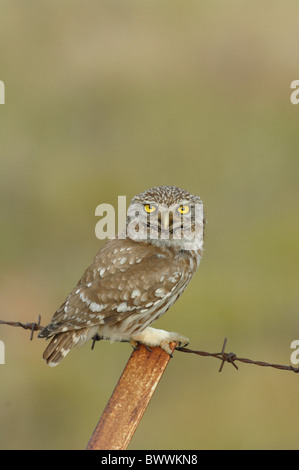 Steinkauz (Athene Noctua) Erwachsenen, thront am Stacheldraht-Zaun, Lesbos, Griechenland, april Stockfoto