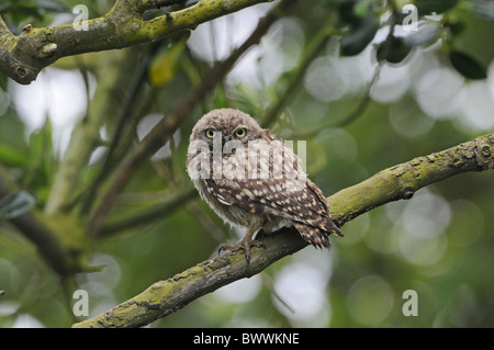 Steinkauz (Athene Noctua) Juvenile thront auf Zweig, Norfolk, England, Juli Stockfoto
