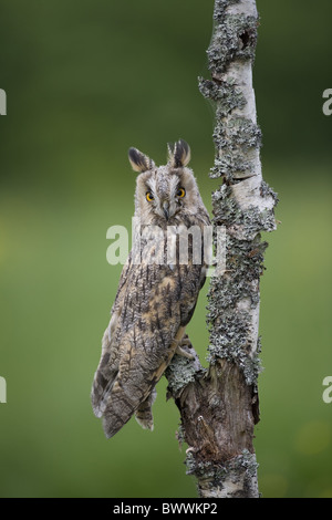 Long-eared Eule (Asio Otus) Erwachsenen, gehockt Flechten bedeckt toter Baum, Gloucestershire, England Stockfoto