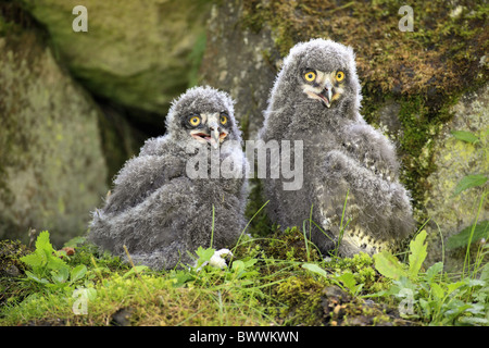 Zwei junge Schnee-Eule (Nyctea Scandiaca), sitzen auf Boden, gefangen Stockfoto