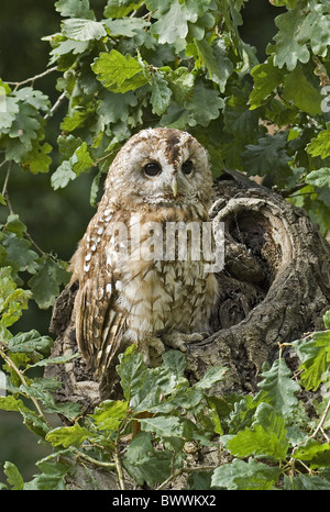 Tawny Owl (Strix aluco) adult, perched in old oak tree, West Sussex, England Stockfoto