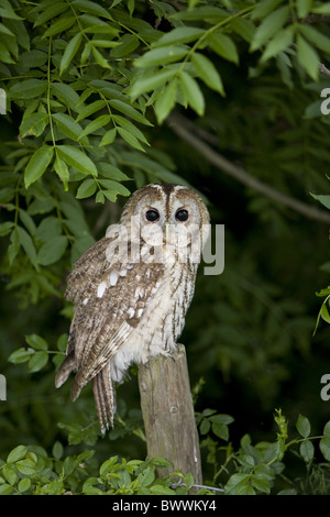 Waldkauz (Strix Aluco) Erwachsenen, thront auf Post, Gloucestershire, England Stockfoto
