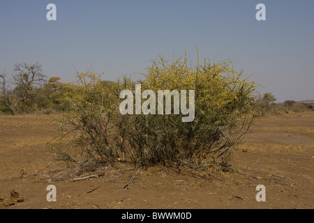 Wattle Akazie oder Gummiarabikum Baum Stockfoto