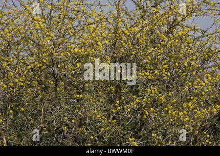 Wattle Akazie oder Gummiarabikum Baum Stockfoto