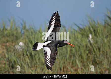 Eurasischen Austernfischer (Haematopus Ostralegus) Erwachsenen, im Flug, mit Nahrung im Schnabel für Küken, Minsmere RSPB Reserve, suffolk Stockfoto