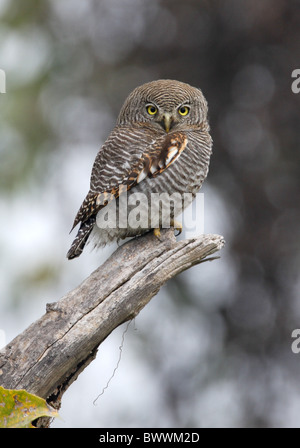 Dschungel Owlet (Glaucidium Radiatum Radiatum) Erwachsene, thront auf Snag, Koshi Tappu, Nepal, Januar Stockfoto