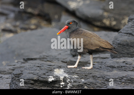 Schwärzlich Austernfischer (Haematopus Ater) Erwachsenen, auf Felsen, Falkland-Inseln Stockfoto