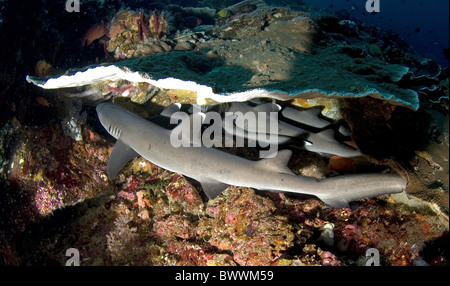 White-Tip Shark Triaenodon Obesus Fisch Riff Sea Marine Korallen tauchen Komodo Island Indonesien Tier Fisch Fische marine Stockfoto