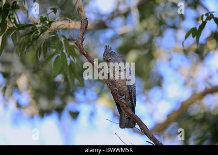 Bande Bande Kakadu (Callocephalon Fimbriatum) Erwachsenen weiblichen, thront auf Zweig, Broulee, New South Wales, Australien Stockfoto