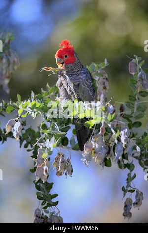 Bande Bande Kakadu (Callocephalon Fimbriatum) Männchen ernähren sich von Samenkapseln im Baum, Broulee, New South Wales, Australien Stockfoto