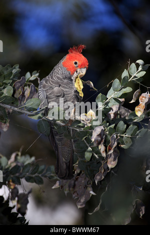 Bande Bande Kakadu (Callocephalon Fimbriatum) Männchen ernähren sich von Samenkapseln im Baum, Broulee, New South Wales, Australien Stockfoto