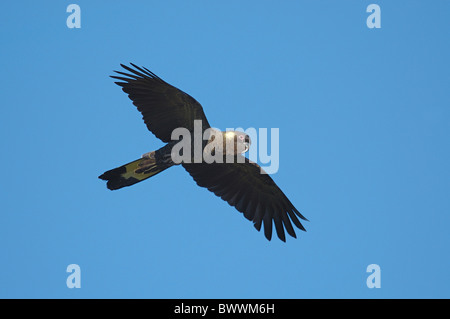 Yellow-tailed Black Cockatoo (Calyptorhynchus Funereus) Erwachsenen, während des Fluges, Kangaroo Island, South Australia, Australien, Juli Stockfoto