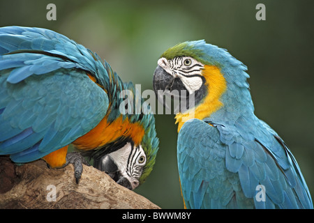 Blau-gelbe Ara (Ara Ararauna) Erwachsenen paar, close-up der Köpfe, Pantanal, Mato Grosso, Brasilien Stockfoto
