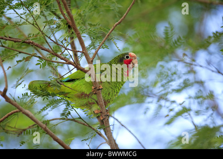 Kubanische Papagei (Amazona Leucocephala Caymanensis) Erwachsenen, thront im Baum, Grand Cayman, Cayman-Inseln Stockfoto