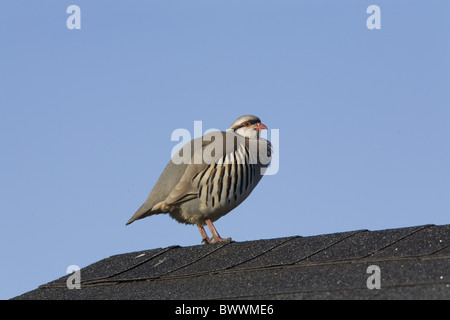 Chukar Partridge (Alectoris Chukar) Erwachsenen, stehend auf Haus Dach, North Dakota, U.S.A. Stockfoto