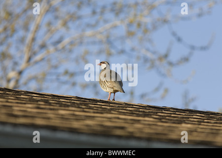 Chukar Partridge (Alectoris Chukar) Erwachsenen, stehend auf Haus Dach, North Dakota, U.S.A. Stockfoto