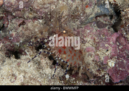 Saron Garnelen Marmoratus Krustentier Maluku Taucher Reef Marine Meer Unterwasser Tauchen Nacht Tauchgang Ambon Indonesien Tier Stockfoto