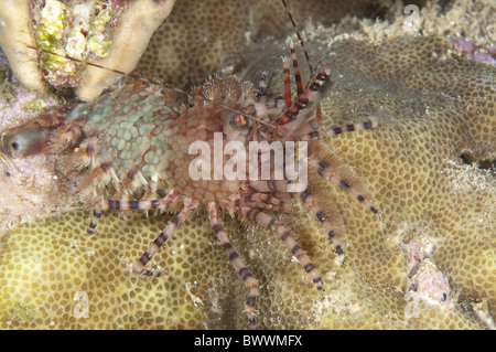 Saron Garnelen Marmoratus Krustentier Maluku Taucher Reef Marine Meer Unterwasser Tauchen Nacht Tauchgang Ambon Indonesien Tier Stockfoto