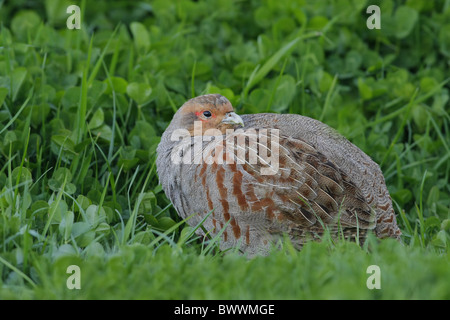 Grau-Rebhuhn (Perdix Perdix) Männchen, ruht auf Wiese, Leicestershire, England Stockfoto