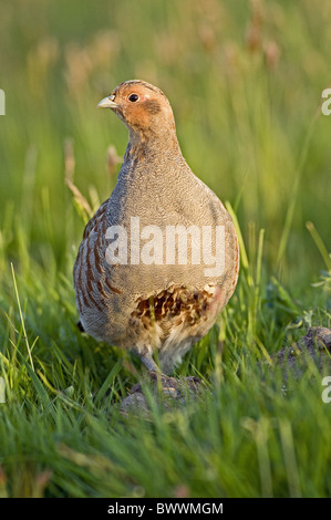 Grau-Rebhuhn (Perdix Perdix) Erwachsenen, stehend im Rasen auf Moorland, Teesdale, County Durham, England Stockfoto