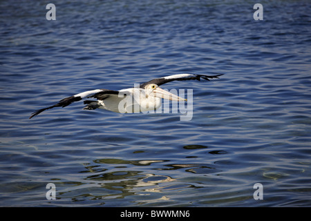 Australischer Pelikan (Pelecanus Conspicillatus) Erwachsenen, im Flug über Meer, Kingscote, Kangaroo Island, South Australia Stockfoto