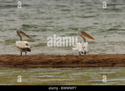 Krauskopfpelikan (Pelecanus Crispus) Erwachsene und unreif, kann stehend auf Sandbank in See, Provinz Almaty, Kasachstan Stockfoto
