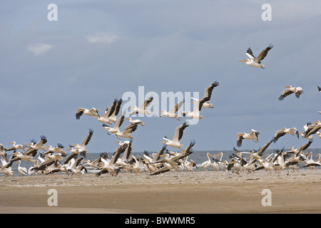 Großer weißer Pelikan (Pelacanus Onocrotalus) Herde im Flug, vom Strand, Senegal Stockfoto