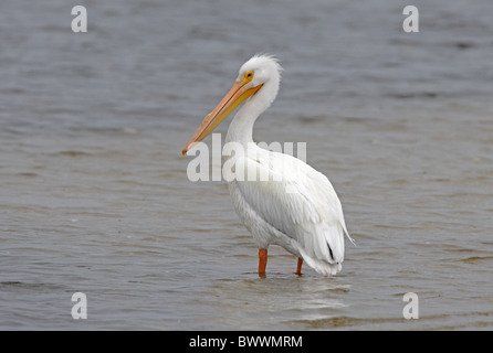 American White Pelikan (Pelecanus Erythrorhynchos) Erwachsenen, stehen im flachen Wasser, Sanibel Island, Florida, Vereinigte Staaten von Amerika, Februar Stockfoto