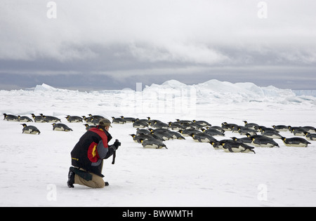 Kaiserpinguin (Aptenodytes Forsteri) Erwachsene, im Schnee, Öko-Tourismus mit Kamera, Rodeln, Snow Hill Island, antarktische Halbinsel, Antarktis Stockfoto