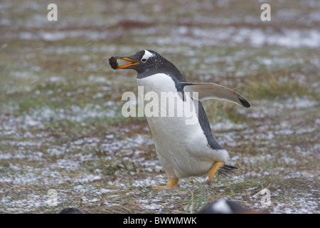 Gentoo Penguin (Pygoscelis Papua) Erwachsenen, sammeln von Nistmaterial, Süd-Georgien Stockfoto