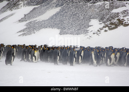 Königspinguin (Aptenodytes Patagonicus) Erwachsene, Strömen schützt vor Wind, Schnee, Südgeorgien geblasen Stockfoto