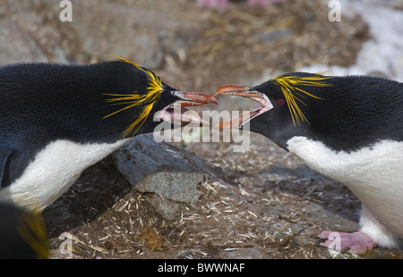 Makkaroni Penguin (Eudyptes Chrysolophus) Erwachsene, close-up der Köpfe, sparring, Süd-Georgien Stockfoto