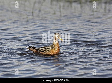 Grey Phalarope (Phalaropus Fulicarius) Erwachsene männliche, Sommer Gefieder, Schwimmen in Süßwasser Tundra Teich, Spitzbergen, Svalbard, Juni Stockfoto