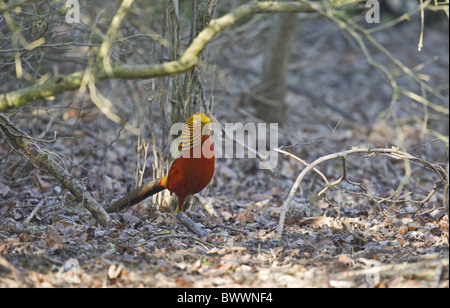 Goldfasan (Chrysolophus Pictus) eingeführten Arten, Männchen, stehend im Lebensraum, Norfolk, England Stockfoto
