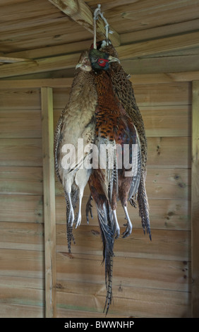 Gemeinsamen Fasan (Phasianus Colchicus) erschossen, Männchen und Weibchen, hängen im Holzschuppen, Whitewell, Lancashire, England Stockfoto